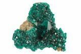 Gemmy, Dioptase Cluster With Large Crystal - Namibia #78693-1
